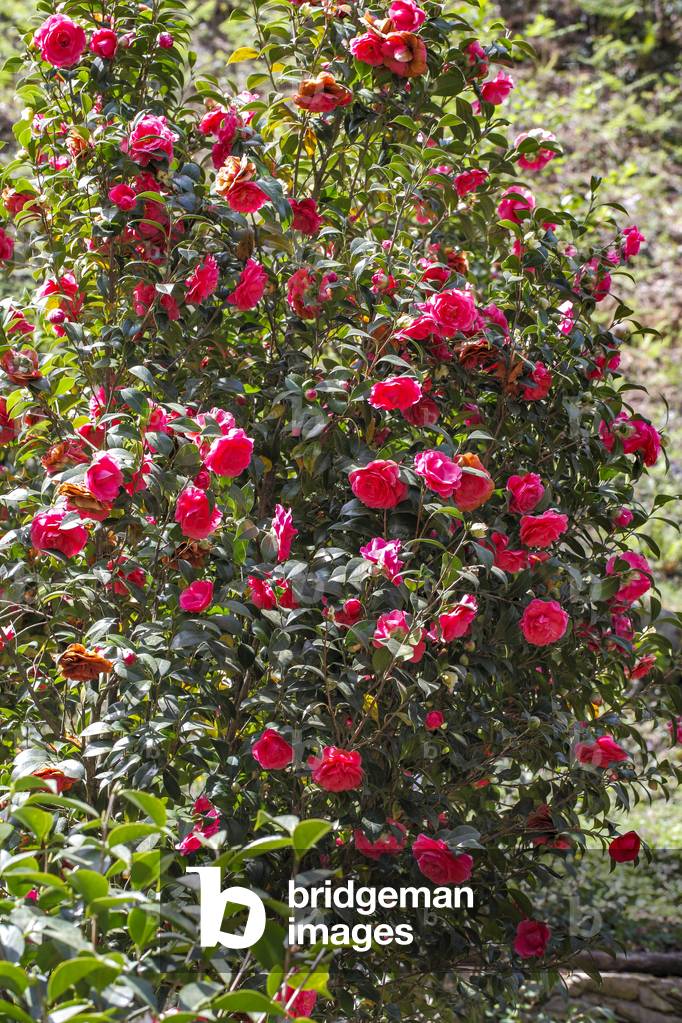 Camallia japonica.