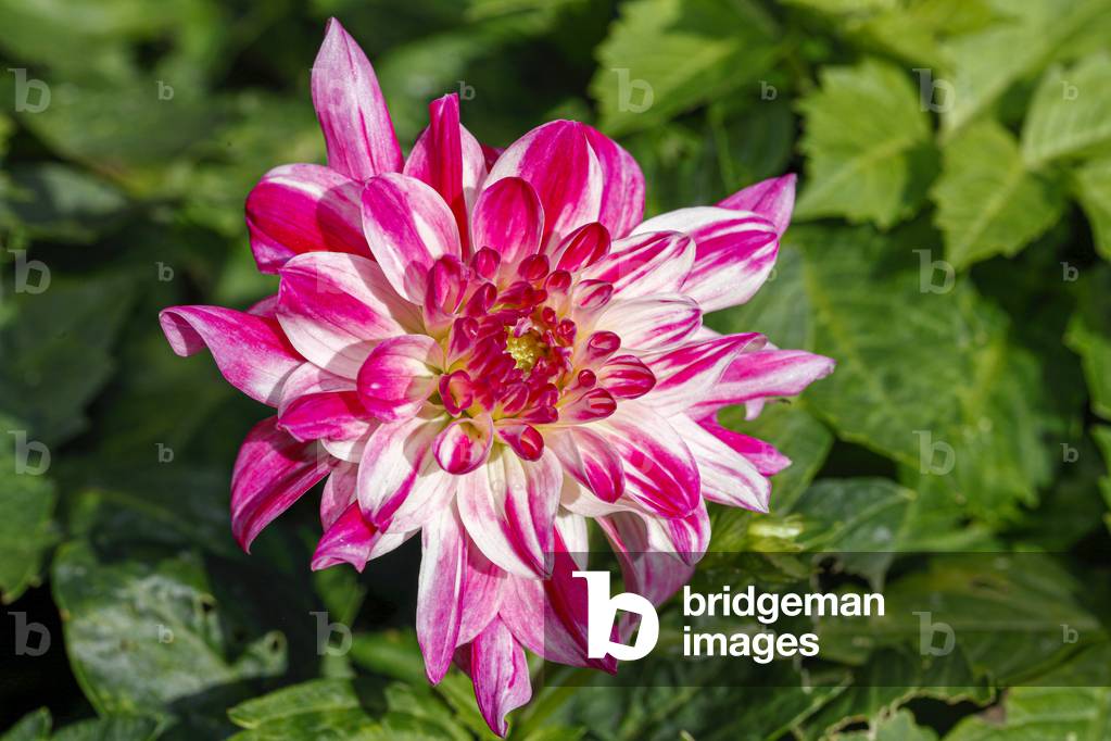 Dahlia. Garden flower