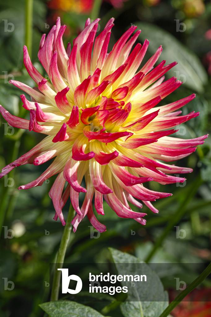 Dahlia. Garden flower