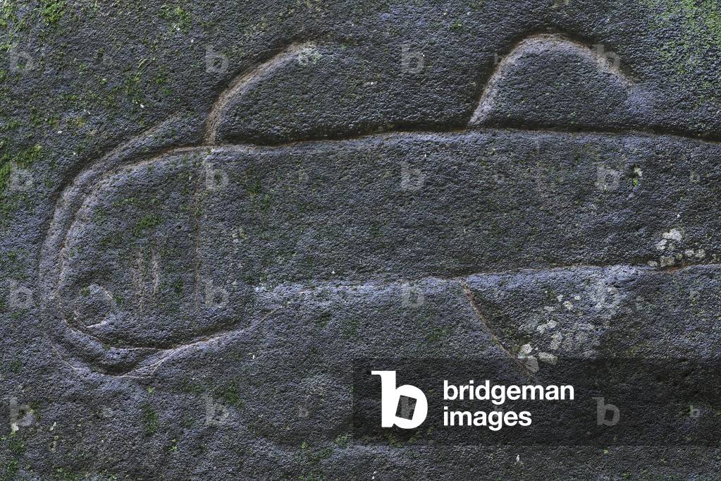 Petroglyph representing a large fish (sea bream, shark...)/Teiipoka on the archaeological site of Kamuihei in the Hatiheu Valley/Nuku Hiva Island/Marquises Archipelago/French Polynesia