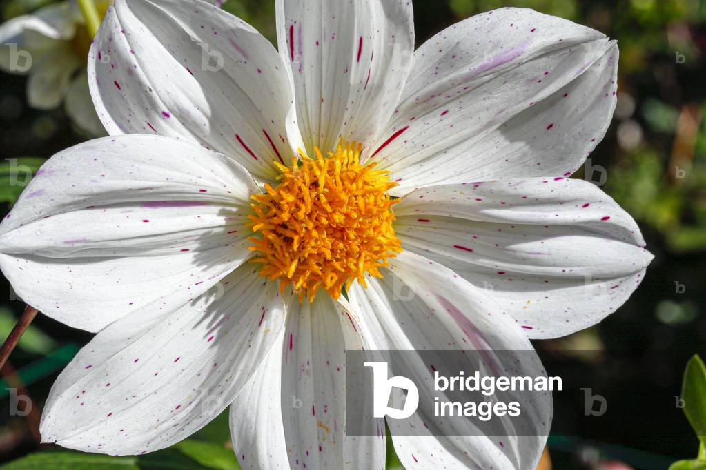 Dahlia. Garden flower