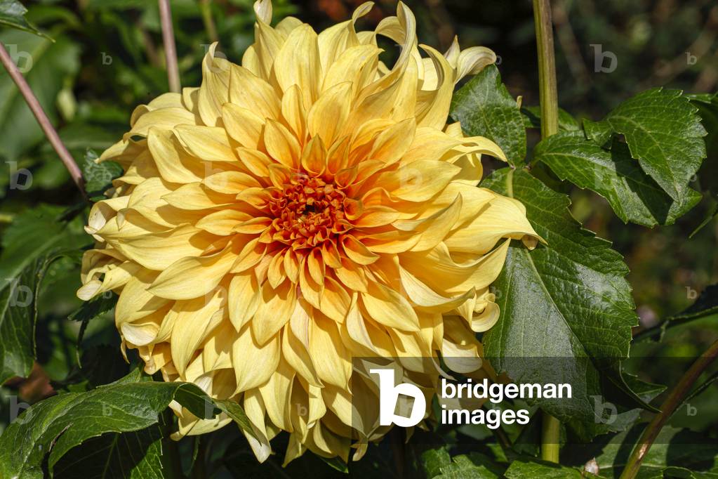 Dahlia. Garden flower