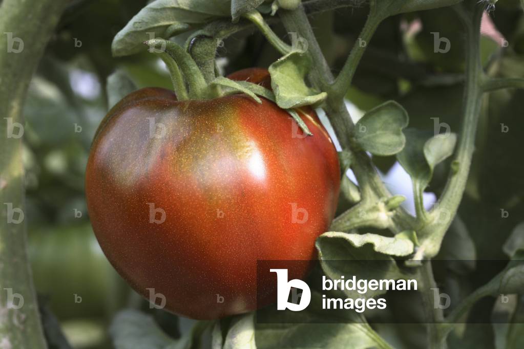 Tomato 'Black Prince' or 'Siberian' (Lycopersicon esculentum). Old tomatoes. Organic culture. Magnani operation. Nice