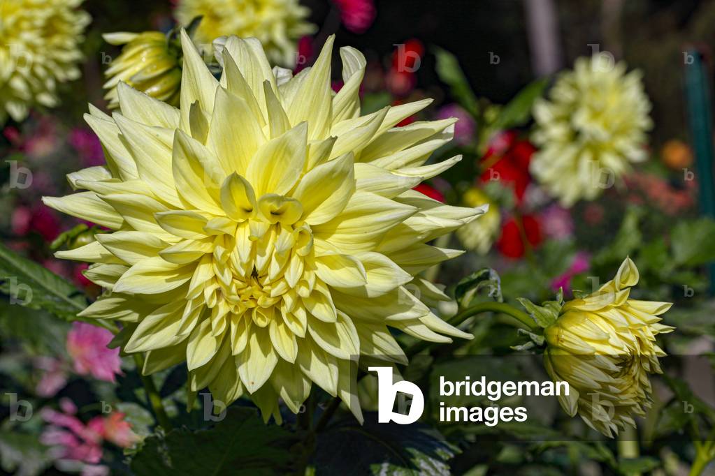 Dahlia. Garden flower
