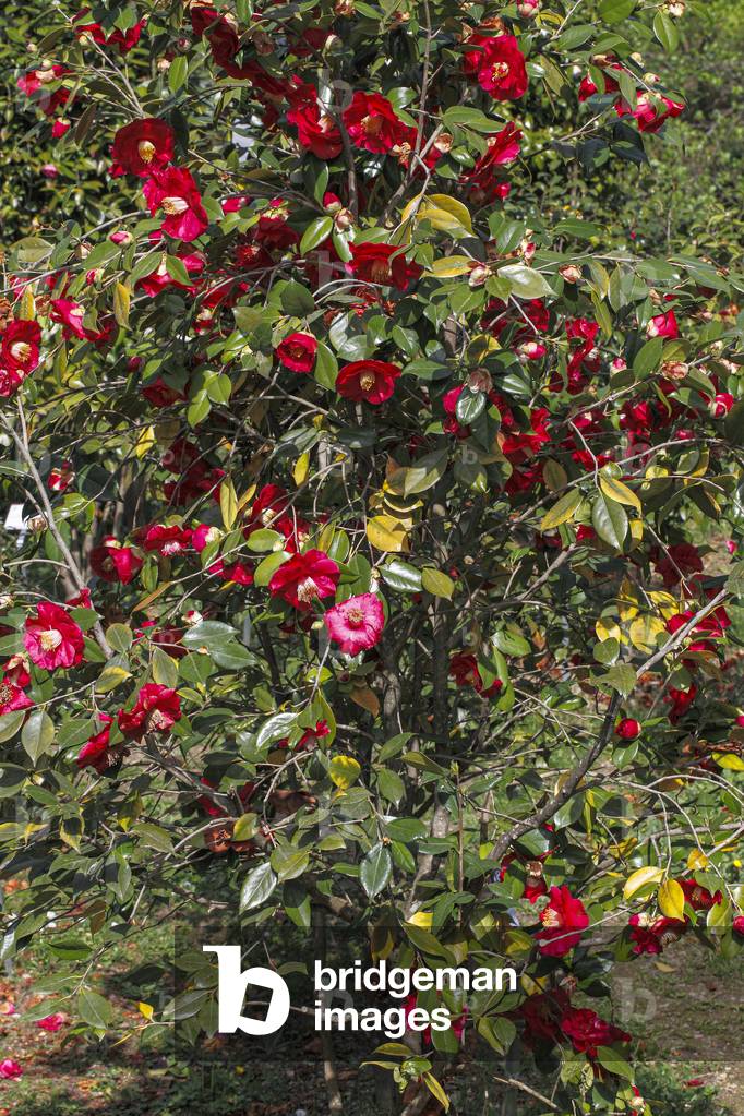 Camallia japonica.