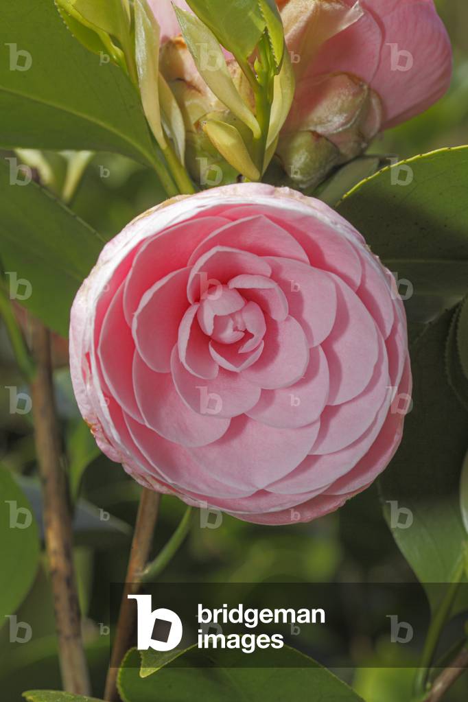 Camallia japonica.