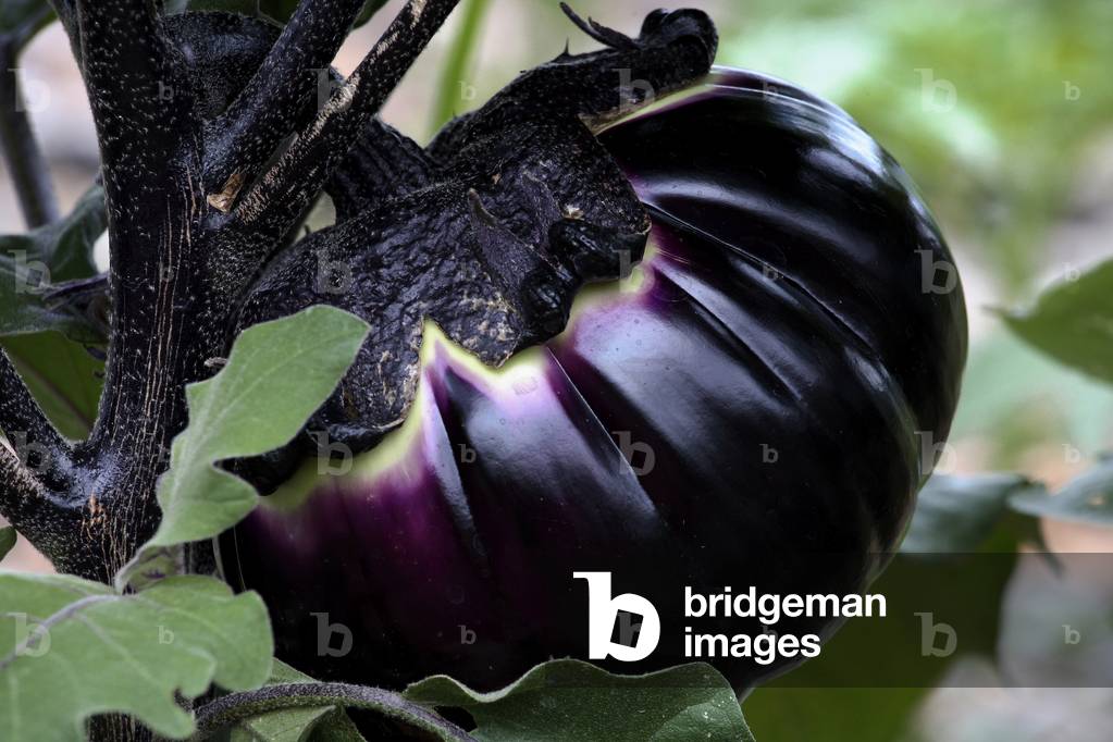 American Eggplant (Solanum melongena). Organic Culture. Magnani Farm. Nice