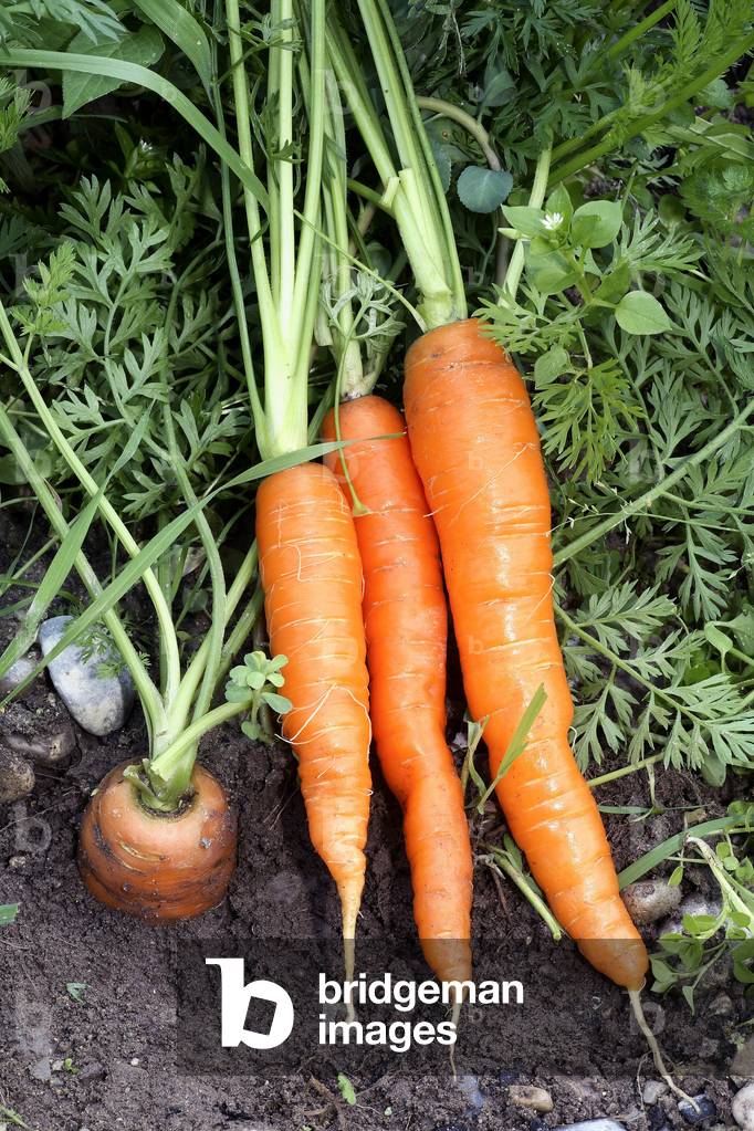 Daucus carota/Carrot 'Nantaise'.