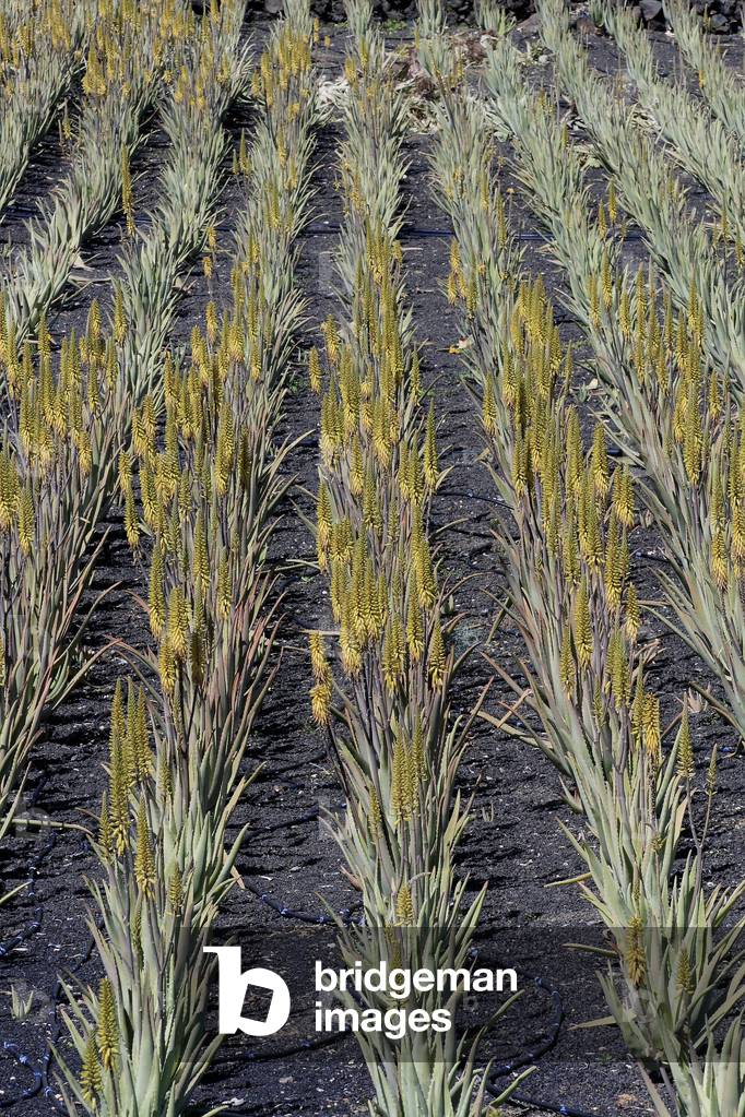 Culture of Aloe vera (Barbadensis miller). Cosmetic, dermatological, medicinal and culinary use.