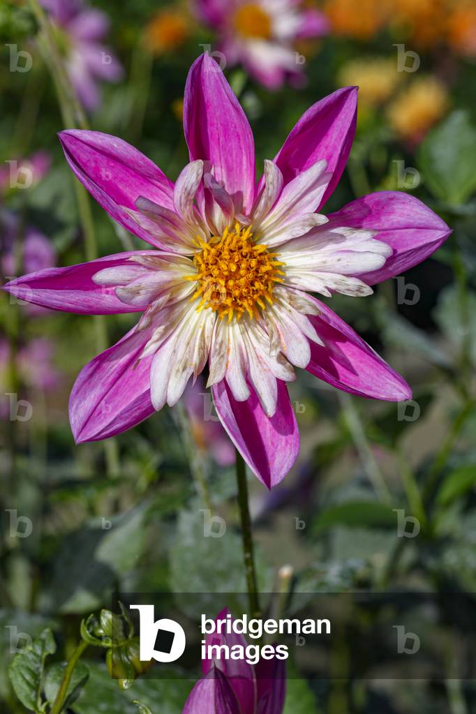 Dahlia. Garden flower