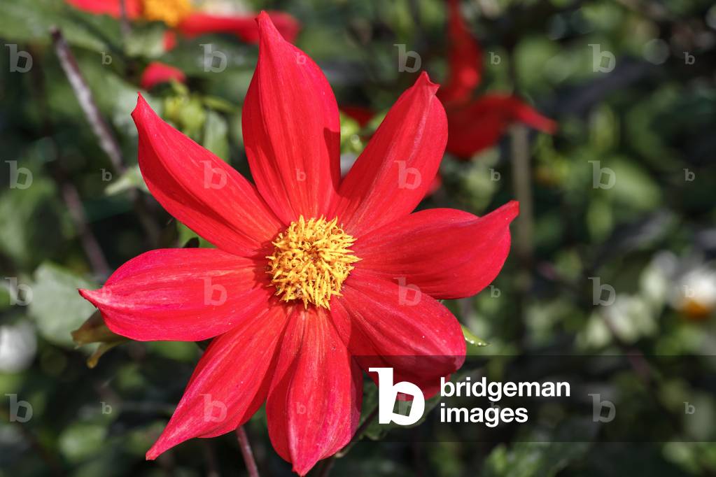 Dahlia. Garden flower
