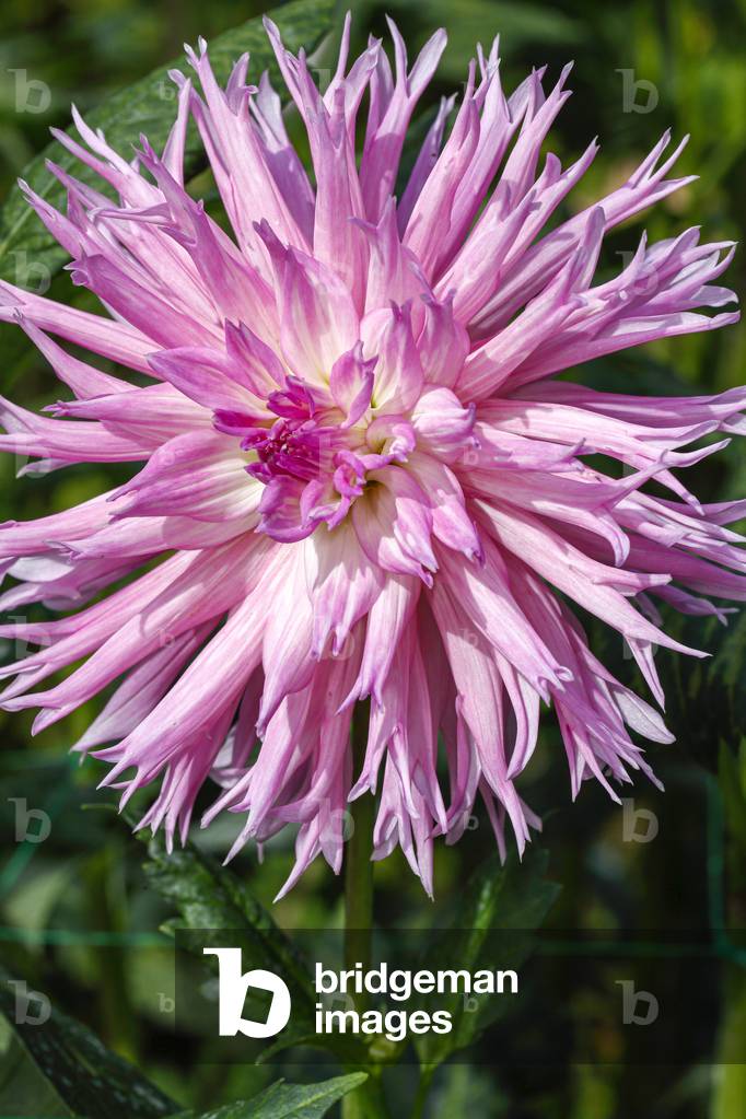 Dahlia. Garden plant
