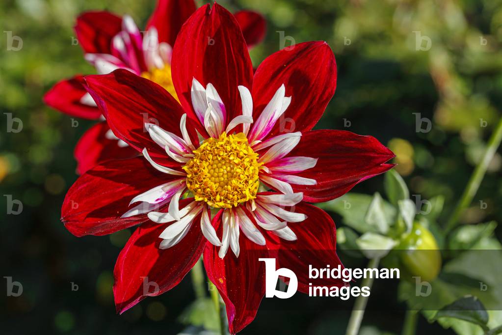 Dahlia. Garden flower