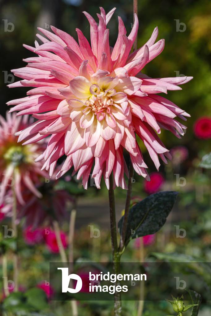 Dahlia. Garden flower