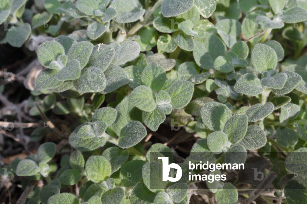 Origanum dictamnus (dittany of Crete, Cretan dittany or hop marjoram). Healing, therapeutic and aromatic plant that grows wild only on the mountain sides and gorges of the island of Crete.