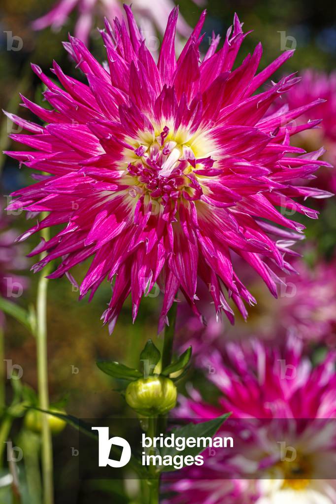 Dahlia. Garden flower