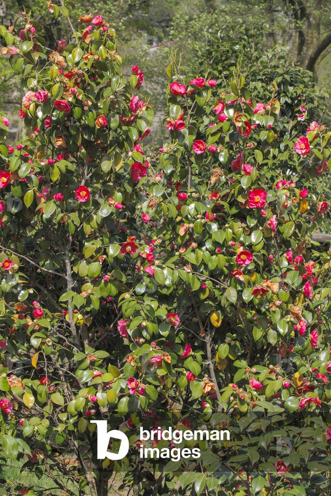 Camallia japonica.