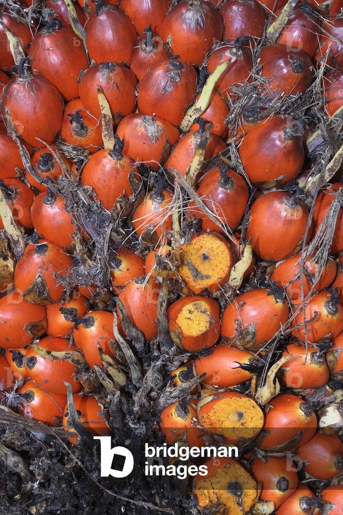 Elaeis guineensis (Fruit walls of the oil palm or Eleis de Guinee, ready for consumption or holding). Industrial utility plant. Malaysia