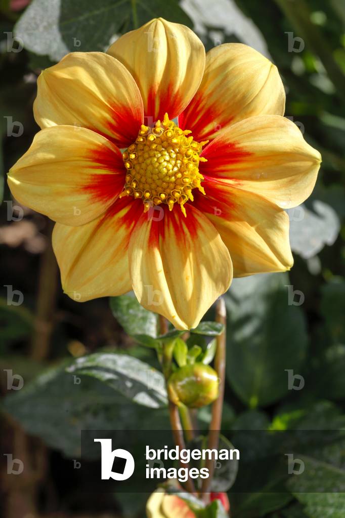 Dahlia. Garden flower