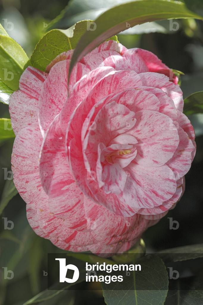 Camallia japonica.