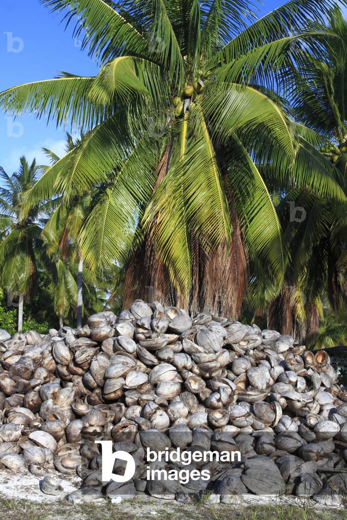 Production of coconuts used for the production of Copra.. Copra is the