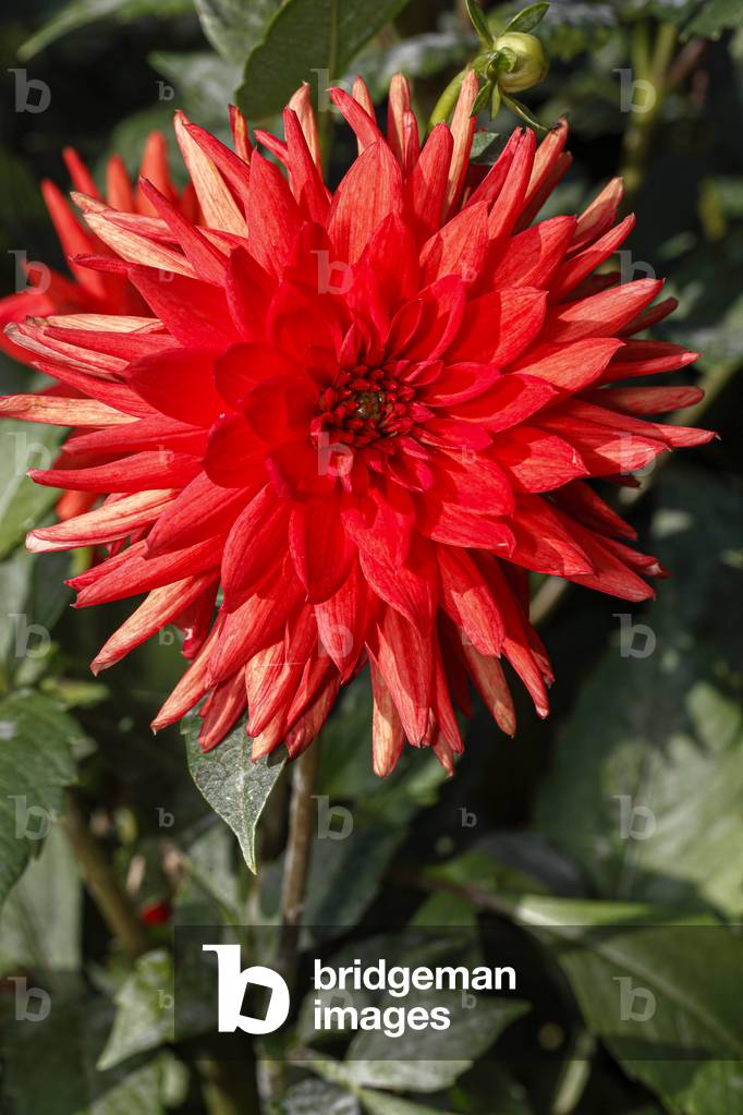 Dahlia. Garden flower