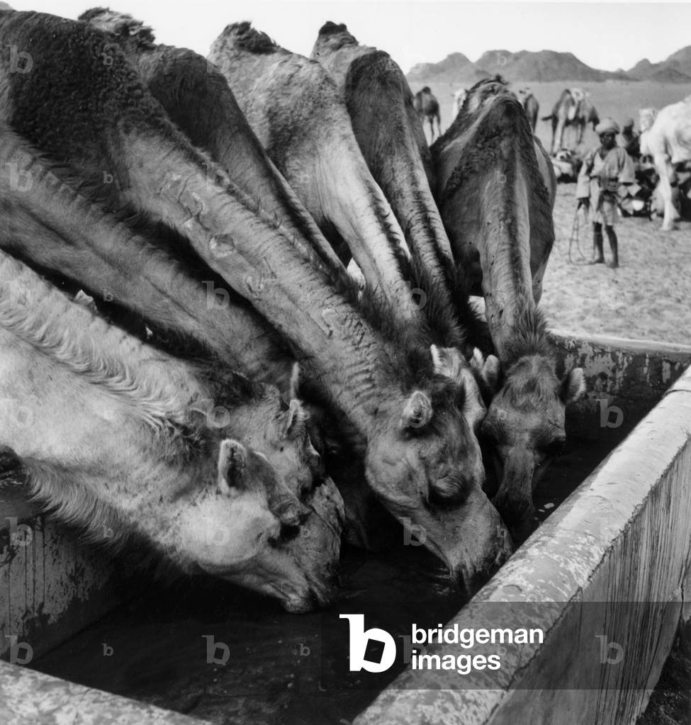 Dromedaries drinking during a stop in Mauritania, 1958 (b/w photo)