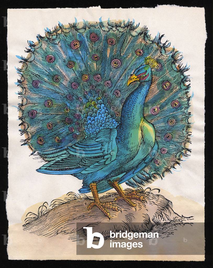 Peacock, 17. Jahrhundert (Xylografie mit Aquarell)