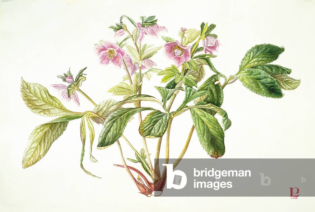 Helleborus Orientalis x 'Margaret Matthew', 2000 (w/c & gouache over graphite on paper)
