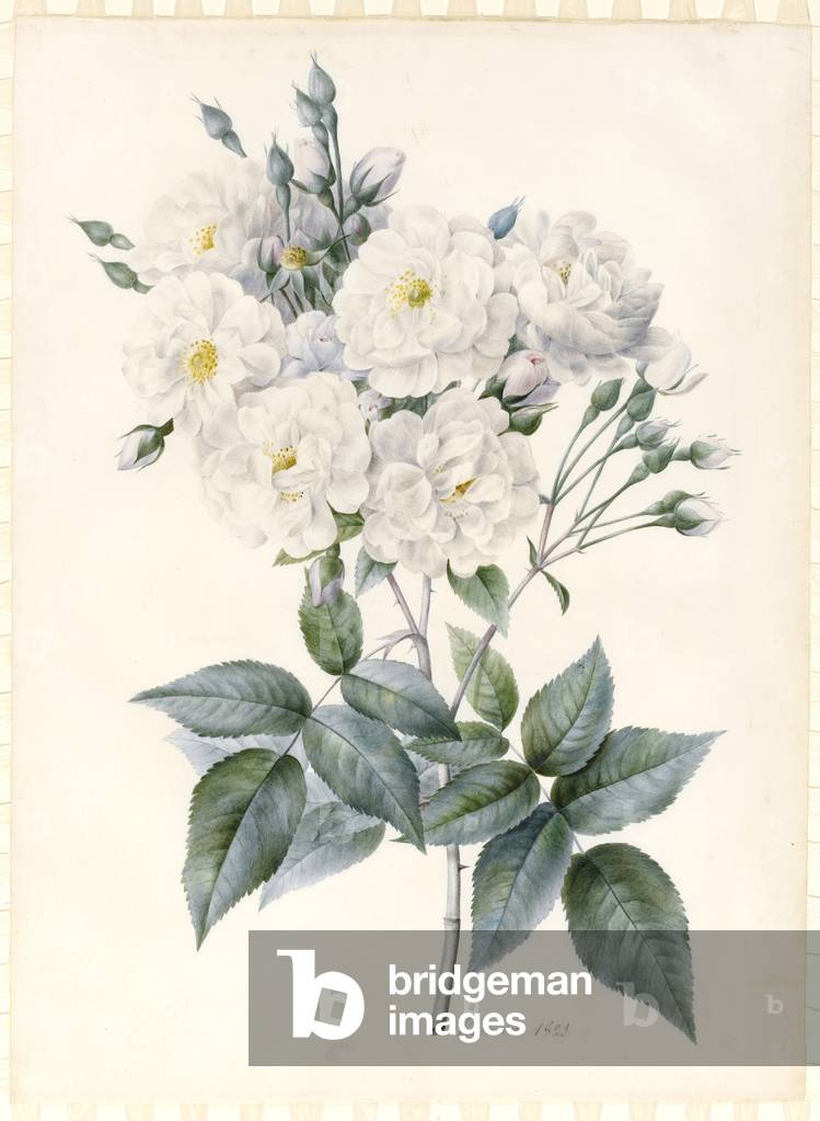 Noisette Rose, 1823 (w/c & bodycolour with some gum Arabic, over traces of graphite outline on prepared vellum)