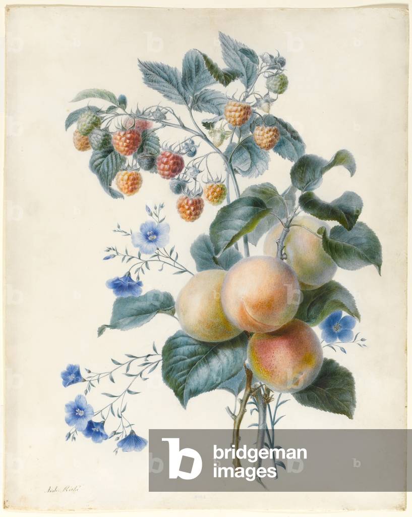 Flowers with Plums and Raspberries on Their Branches (w/c & bodycolour on vellum)