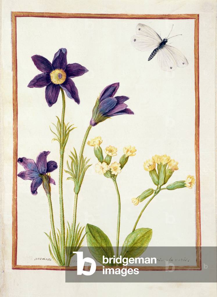 PD.126-1973f.23 Anemone pulsatilla, Primula veris and a Cabbage White Butterfly, c.1750 (w/c & gouache on vell