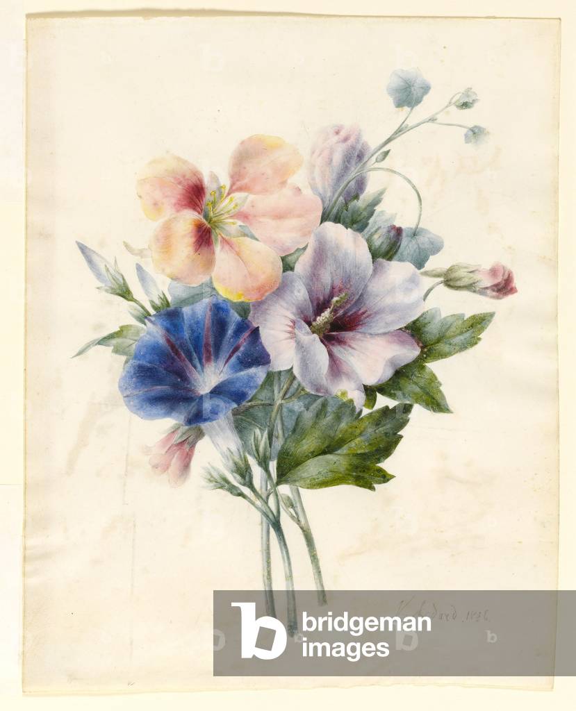 Flowers Including Blue Convolvulus, 1836 (w/c & bodycolour on vellum)