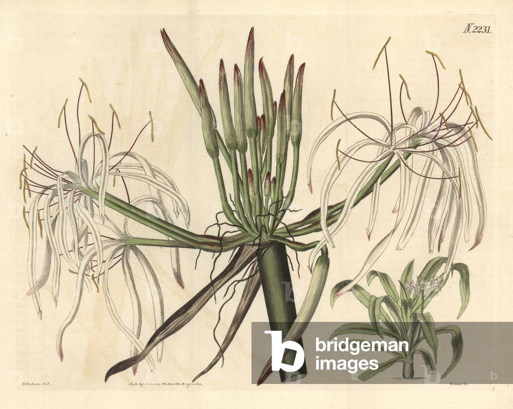 Spider lily, Crinum asiatium (Sloping flowered crinum, Crinum declinatum). Handcoloured copperplate engraving by Weddell after a drawing by William Herbert for Samuel Curtis' continuation of William Curtis' Botanical Magazine, London, 1822.