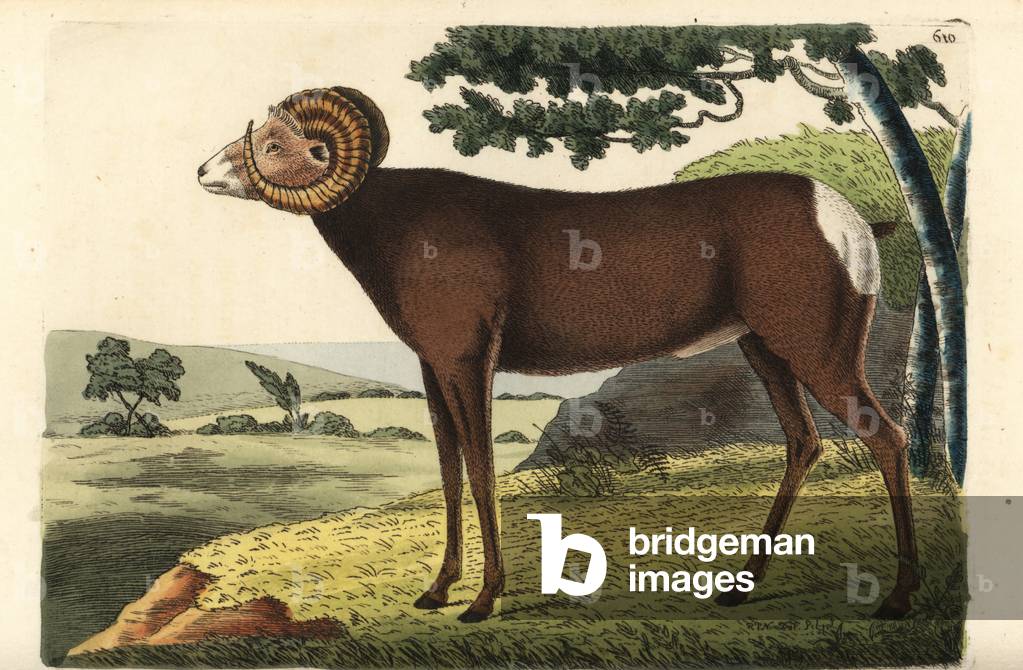 Bighorn sheep or Canadian sheep. Ovis canadensis. Illustration drawn and engraved by Richard Polydore Nodder. Handcoloured copperplate engraving from George Shaw and Frederick Nodder's The Naturalist's Miscellany, London, 1803.