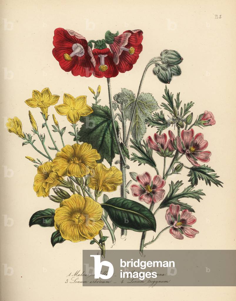 Umbellate globe-mallow, Malva umbellata, showy red-flowered mallow, Malva creeana, tree flax, Linum arboreum, and Indian flax, Linum trigynum. Handfinished chromolithograph by Noel Humphreys after an illustration by Jane Loudon from Mrs. Jane Loudon's Ladies Flower Garden or Ornamental Greenhouse Plants, William S. Orr, London, 1849.