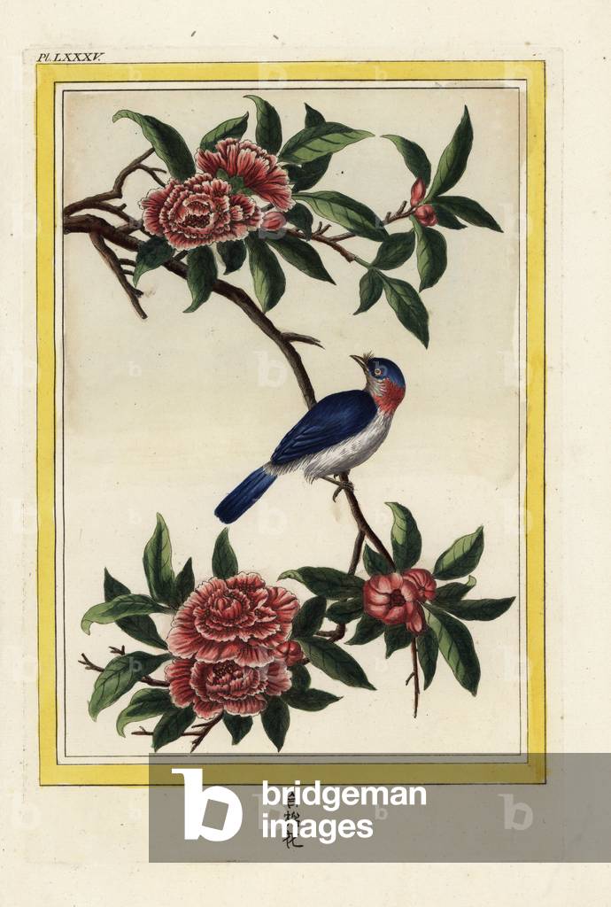 The Lefebvre. Pomegranate flower, Punica granatum. Named for P. le Febvre, Procurator General of the Missions in China who arranged the drawings by Chinese artists for Buchoz. Handcoloured etching from Pierre Joseph Buchoz 'Precious and illuminated collection of the most beautiful and curious flowers, grown both in the gardens of China and in those of Europe, Paris, 1776.