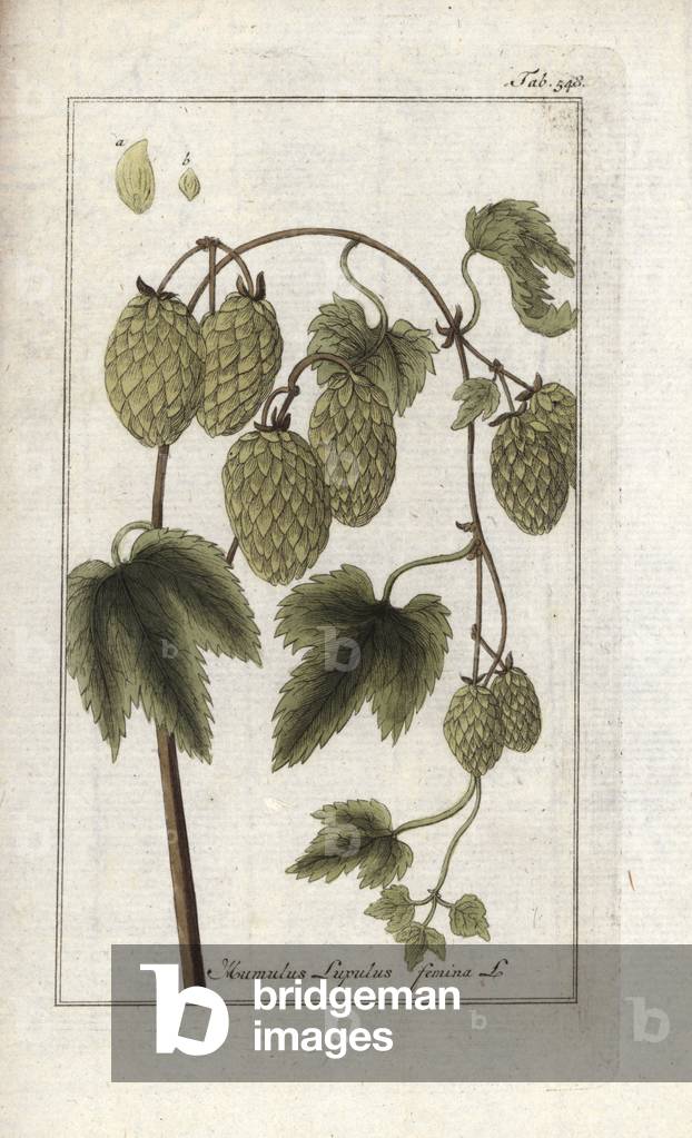Female climbing hops (Humulus lupulus femina). Lithograph from “Afbeelding der Artseny-Gewassen” by Johannes Zorn (1739-1799), Netherlands, 1796. Common hop (female), Humulus lupulus femina. Handcoloured copperplate botanical engraving from J. Zorn's “Afbeelding der Artseny-Gewassen,” Amsterdam, 1796.