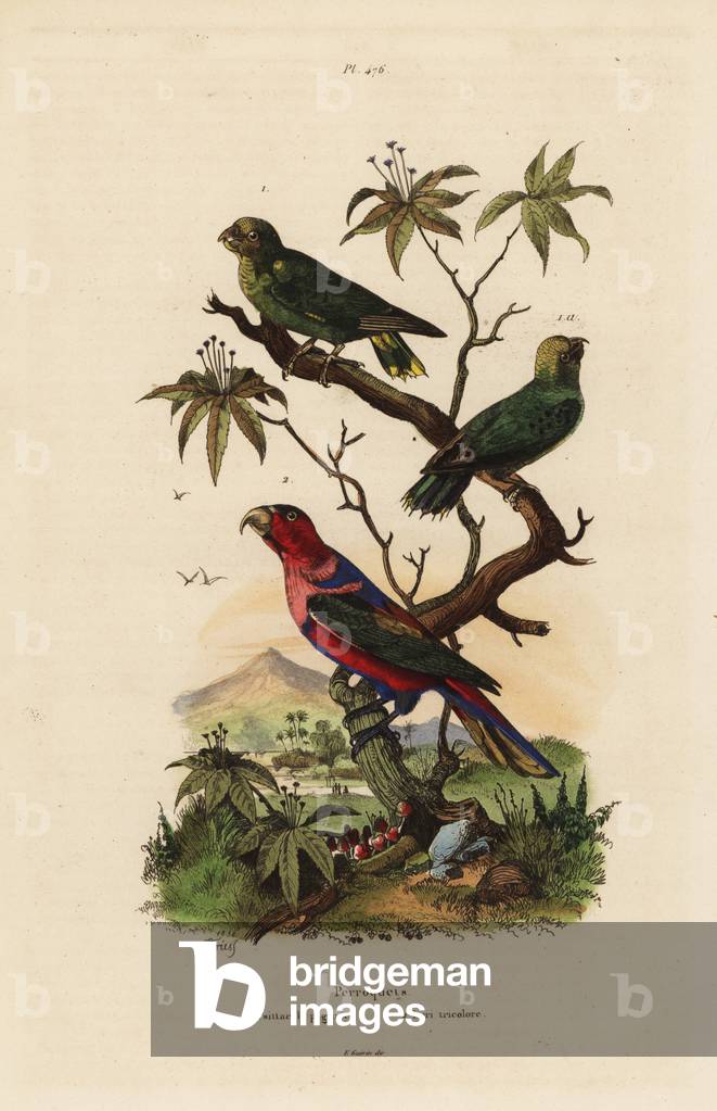 Pygmy parrot, Micropsitta pusio, and black-capped lory, Lorius lorry