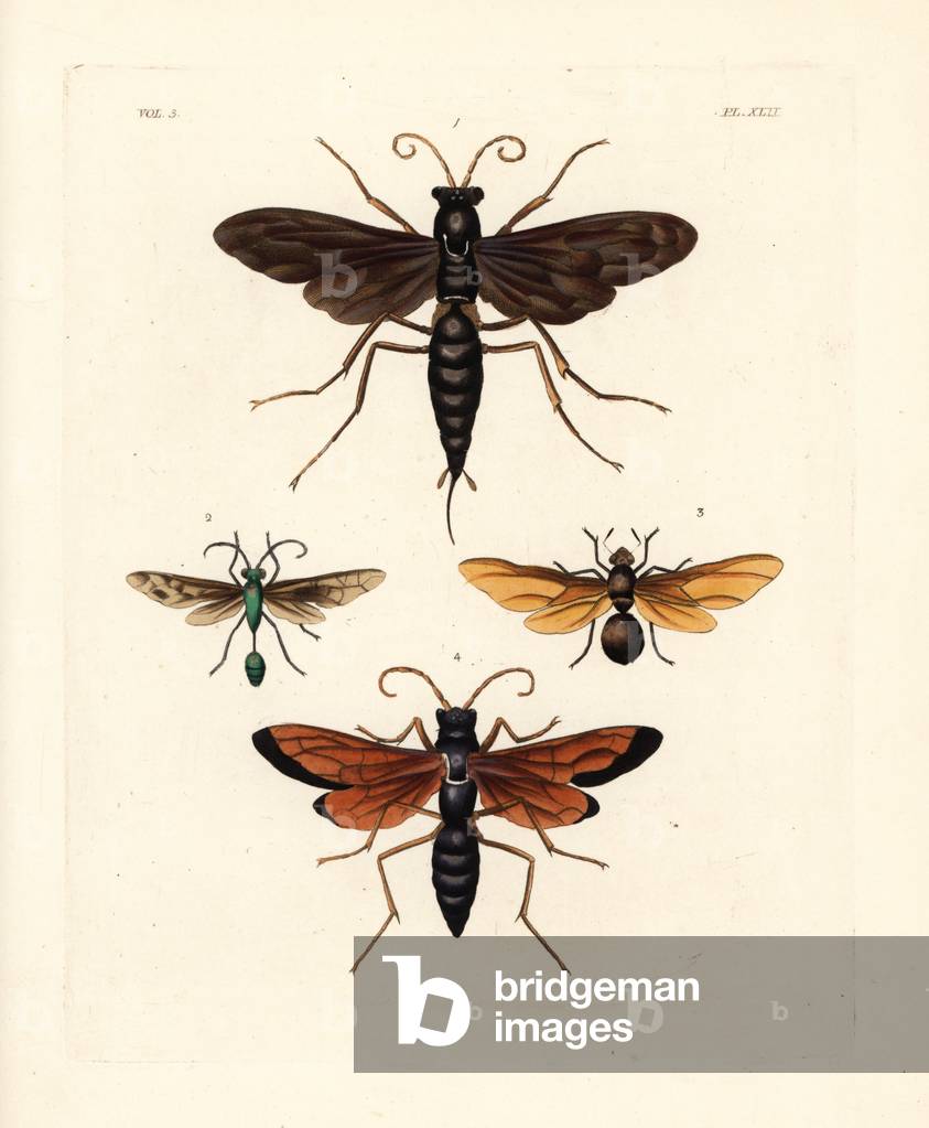 Spider wasp, Pepsis atrox 1, digger wasp, Sphex sericeus 2, queen carpenter ant, Camponotus fervidus 3, and African spider wasp, Pepsis severa 4. Handcoloured lithograph from John O. Westwood's new edition of Dru Drury's “” Illustrations of Exotic Entomology,”” Bohn, London, 1837.