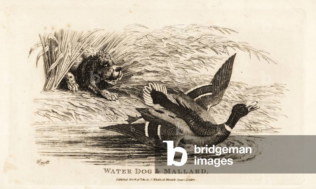 Water dog and mallard