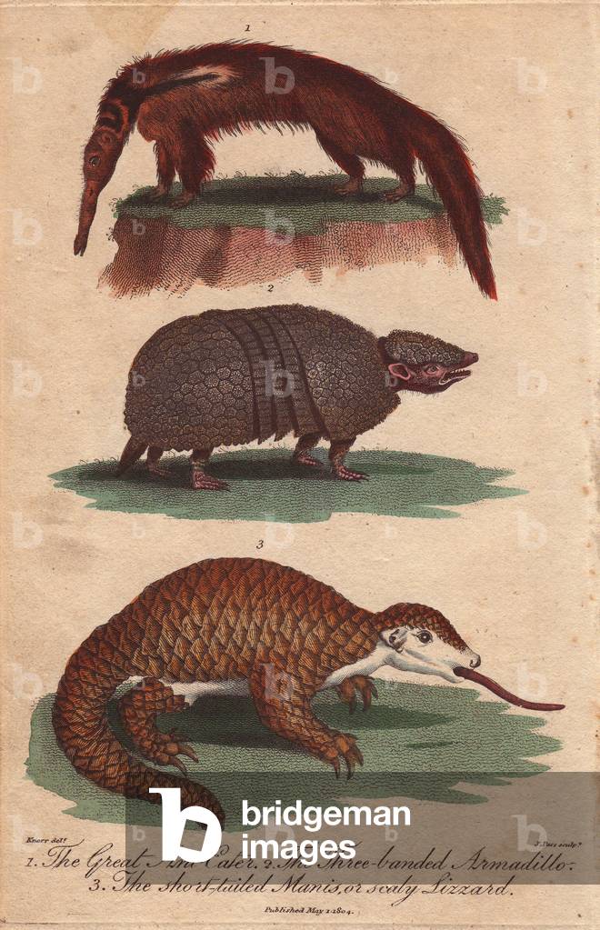 Great anteater, three-banded armadillo and short-tailed manis Cyclopes didactylus, Tolypeutes matacus, Manis pentadactyla