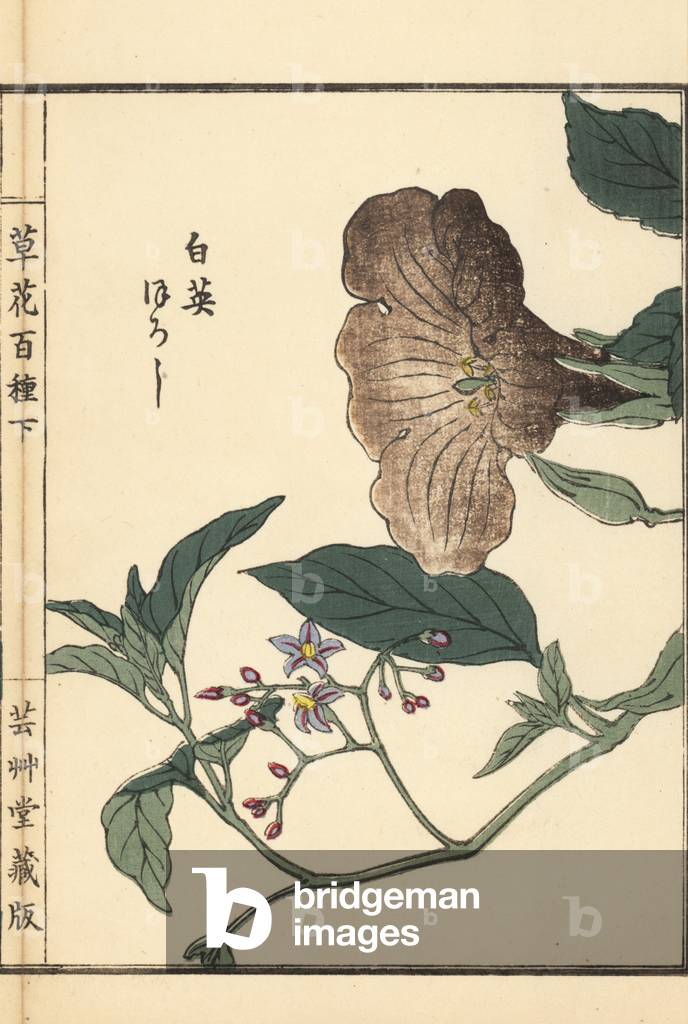 Hakuei or lyreleaf nightshade, Solanum lyratum Thunb. and nouzenkazura or Chinese trumpet vine, Campsis grandiflora. Handcoloured woodblock print by Kono Bairei from Kusa Bana Hyakushu (One Hundred Varieties of Flowers), Tokyo, Yamada, 1901.