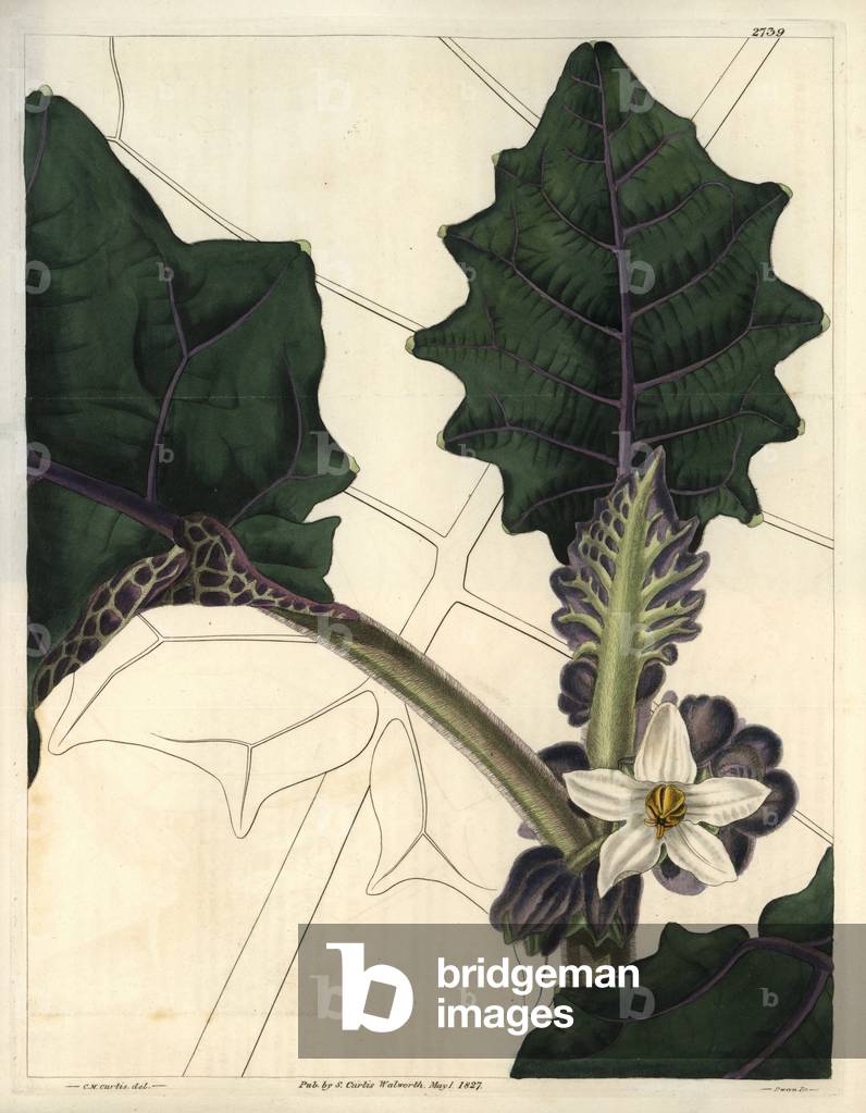Naranjilla, has serrated ornamental leaves, green veins of purple and white flower. Illustration by Wiliam Jackson Hooker (1785-1865), British botanist and writer, professor at the University of Glasgow (Scotland) and editor of Curtis's Botanical Magazine from 1827 to 1865. Grave by Swan, Strong Water published in William Curtis's The Botanical Magazine, 1827.
