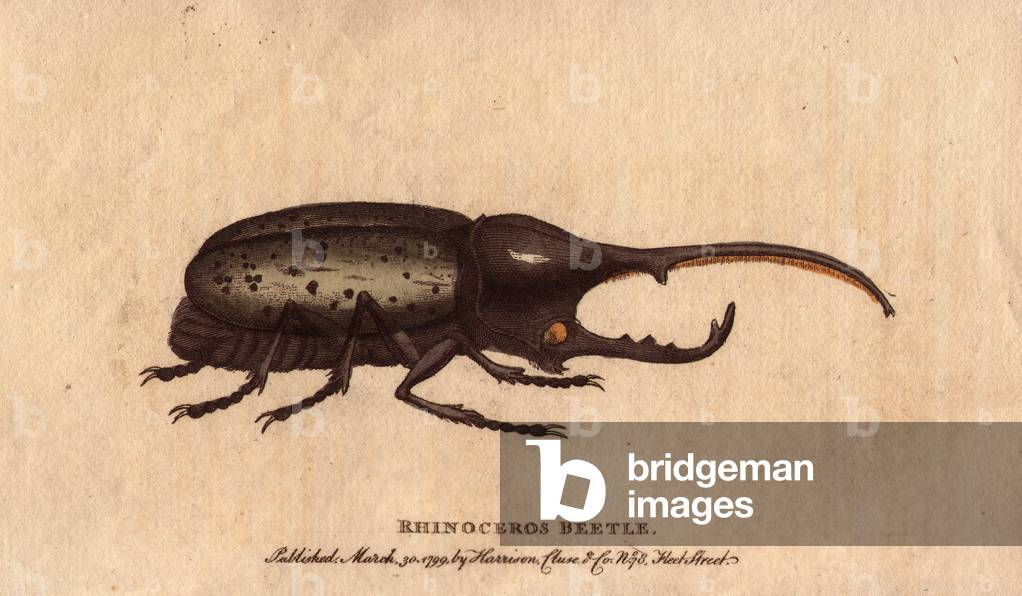 Scarabee rhinoceros (Dynastes hercules), insect, specimen reported from Guadeloupe. Lithographie in The Naturalist Pocket Magazine or Cabinet complete des Curiosites et Beautes de la Nature, published between 1798 and 1802, by Harrison, London, England.