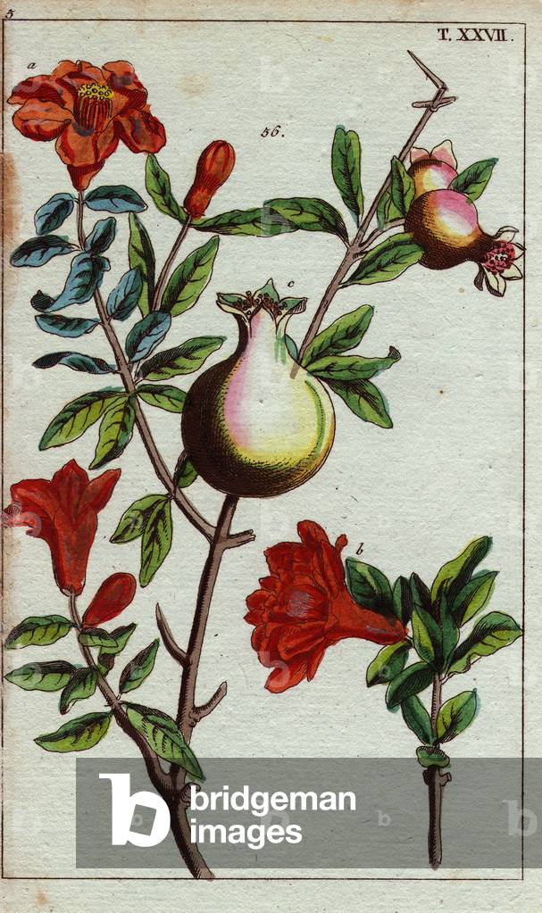 Pomegranate plant with ecarlate flowers and fruits. Pomegranate plant with crimson flowers and fruit.Punica granatum.Handcolored copperplate engraving from G. T. Wilhelm's “” Unterhaltungen aus der Naturgeschichte”” (Encyclopedia of Natural History) 1813. Gottlieb Tobias Wilhelm (1758-1811).