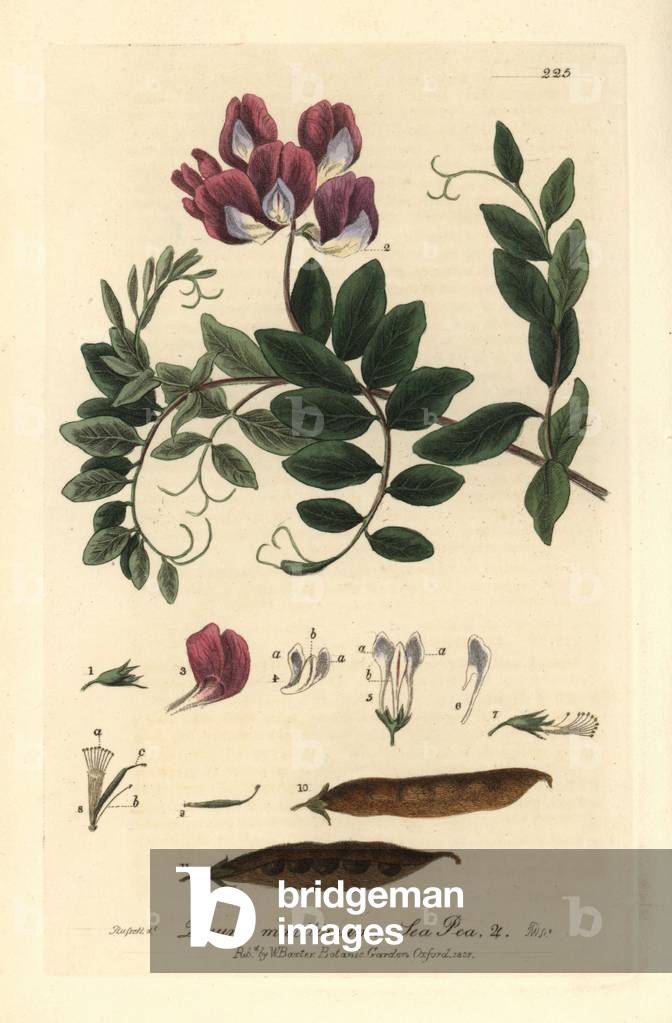 Sea pea, Pisum maritimum - Handcoloured copperplate engraving by J. Whessell from a drawing by Isaac Russell from William Baxter's “British Phaenogamous Botany” 1837