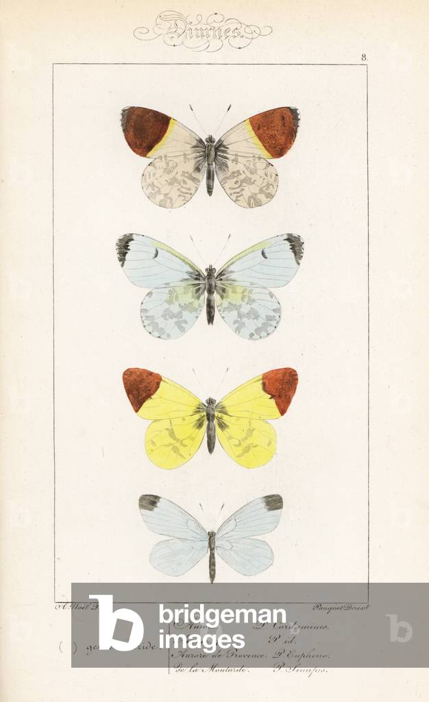 Orange tip, Anthocharis cardamines, male and female, sooty orange tip, Zegris eupheme, and wood white, Leptidea sinapis. Handcoloured steel engraving by the Pauquet brothers after an illustration by Alexis Nicolas Noel from Hippolyte Lucas' Natural History of European Butterflies, Histoire Naturelle des Lepidopteres d'Europe, 1864.