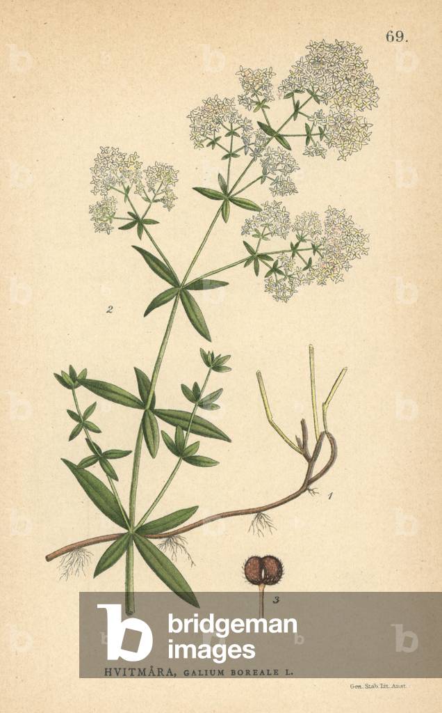 Northern bedstraw, Galium boreale