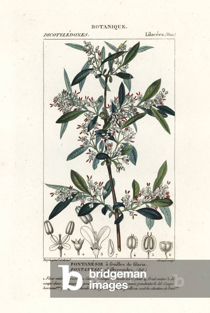 Fontanesia phillyreoides